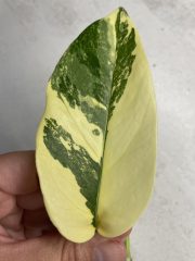 IMG_4084.jpeg