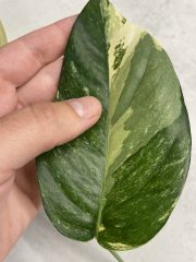 IMG_4083.jpeg