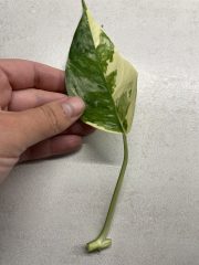 IMG_4085.jpeg