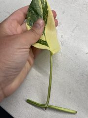 IMG_4079.jpeg