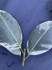 IMG_4077.jpeg