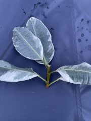 IMG_4075.jpeg