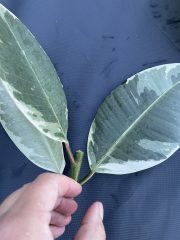 IMG_4072.jpeg
