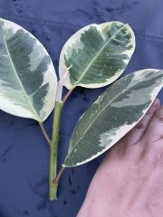 IMG_4071.jpeg