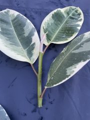 IMG_4070.jpeg