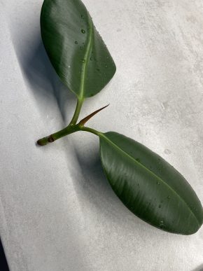 Fikus elastica robusta řízek k zakořenění