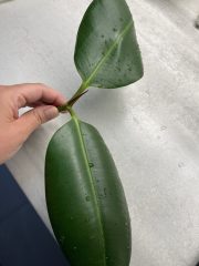 IMG_4068.jpeg