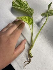 IMG_4066.jpeg