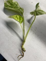 IMG_4064.jpeg