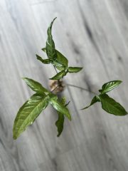 IMG_4829.jpeg