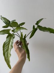 IMG_4820.jpeg