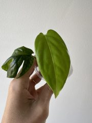 IMG_4869.jpeg