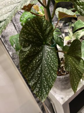 Begonia Maculata vrcholový řízek