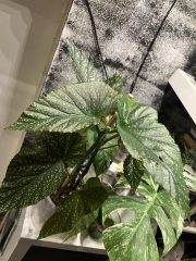 IMG_7390.jpeg