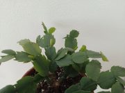 IMG_20250525_073217.jpg