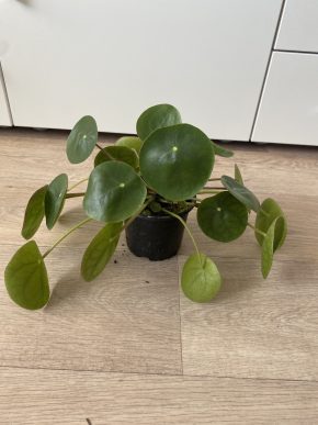 Pilea Peperomiodes
