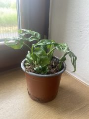IMG_2032.jpeg