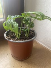 IMG_2034.jpeg