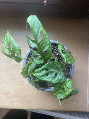 Monstera adansonii