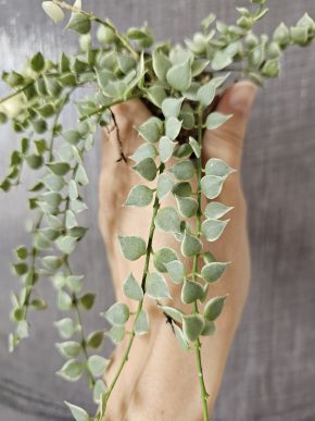 Dischidia ruscifolia variegata - čerstvý řízek