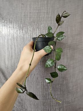 Hoya krohniana 'Black leaves'