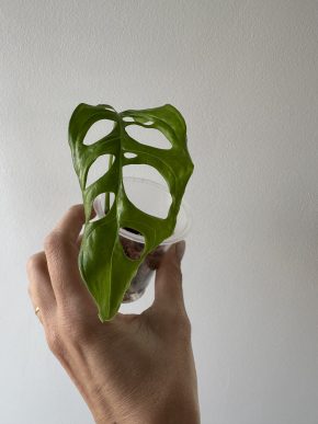 Monstera obliqua peru