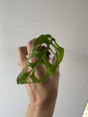IMG_4852.jpeg