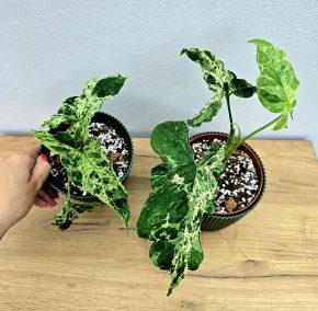 Syngonium Mojito