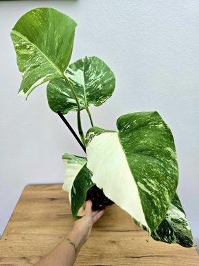 Monstera Albo variegata