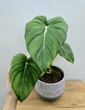 Philodendron Dean McDowell