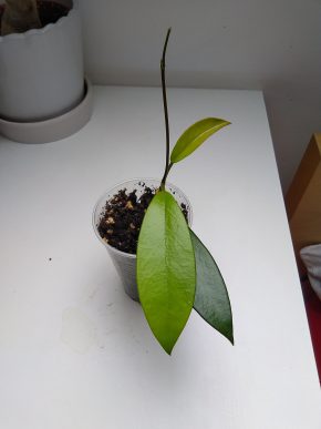 Hoya iml 361