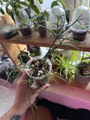 Rhipsalis Campos-portoana