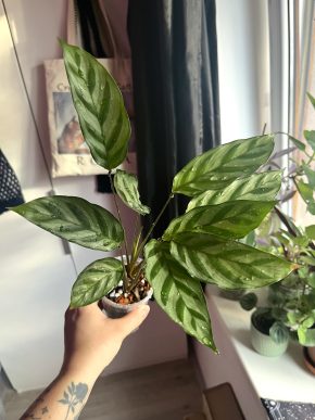 Calathea Freddie