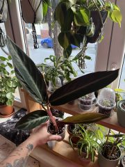 IMG_7334.jpeg