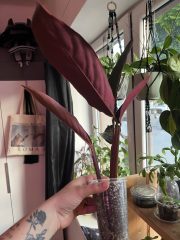 IMG_7338.jpeg