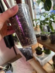 IMG_7339.jpeg