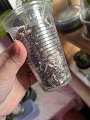 IMG_7333.jpeg