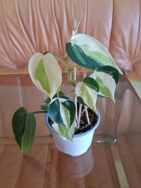 Philodendron hederaceum "Cream Splash" - baby rostlinka