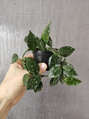 Hoya krohniana 'Eskimo'