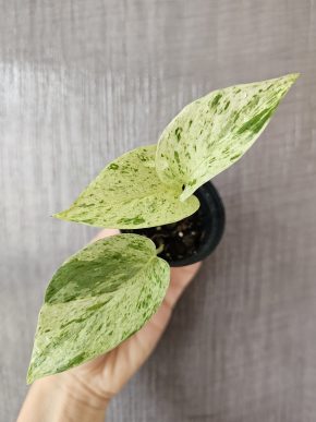 Epipremnum Snow Queen