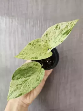 Epipremnum Snow Queen