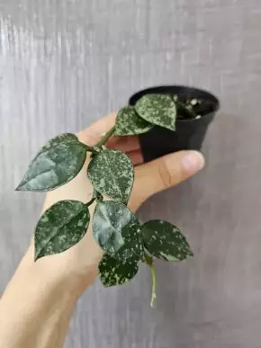 Hoya krohniana 'Eskimo'