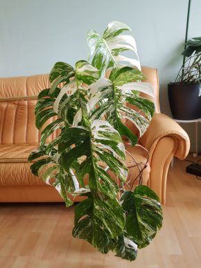 Monstera albo variegata - výška rostliny 110 cm