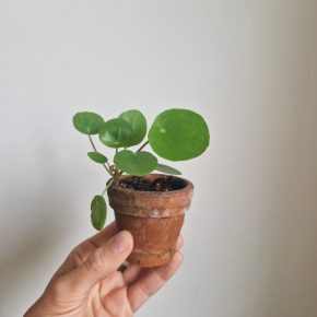 Pilea peperomiodes