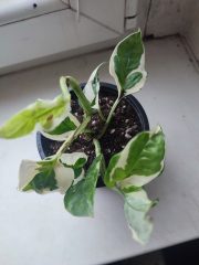 IMG_20250526_194831.jpg