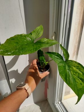 Syngonium Mojito