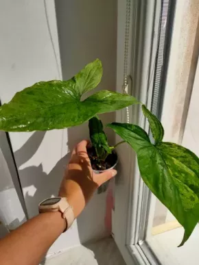Syngonium Mojito