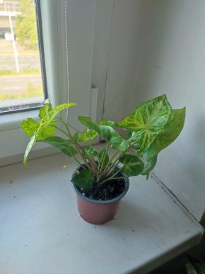 Syngonium pixie #5