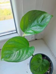 IMG_20250527_093040.jpg