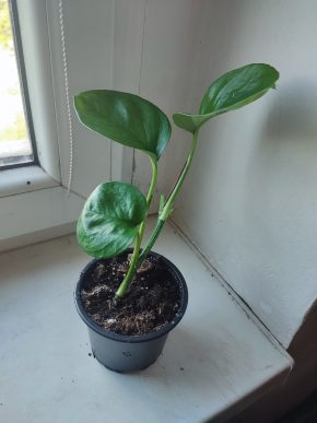 Šplhavnice / epipremnum / pothos global green #1